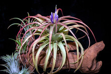Air Plant Tillandsia Capitata, A Type Of Bromeliad Plant, Starting To Flower, With Purple Flowers On The Top Of The Plant. Focus Is On The Flower