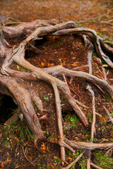 Poster - Crisscrossing tree roots with brown forest floor and hollow under roots