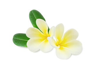 Wall Mural - Closeup Plumeria white color on white background for spa relax
