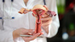 Gynecologist holds artificial model of uterus at lesson