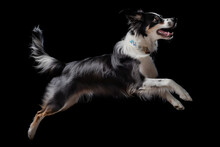 Border Collie Dog Jumping Isolated Black Background Studio Shot