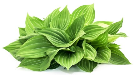 Green leaves hosta plant bush, lush foliage tropic garden plant isolated on white background with clipping path, generate ai