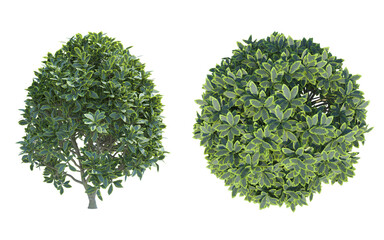 Wall Mural - Garden Privet front top view set png alpha channel