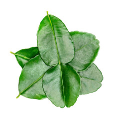 Sticker - Green leaves pattern,leaf kaffir lime isolated