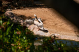 Fototapeta Na drzwi - pelican on the rock