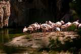 Fototapeta Na drzwi - group of flamingos