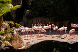 Fototapeta Na drzwi - group of flamingos in zoo