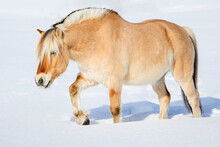 Fjord Horse In Snow