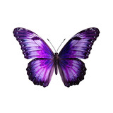 Fototapeta Motyle - Purple beautiful butterfly on a transparent background. Generative AI