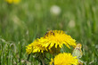 pszczoła miodna zbierająca pyłek z kwiata