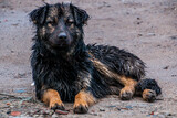 Fototapeta Młodzieżowe - Dark brown dog lies in the rain in garages close-up	
