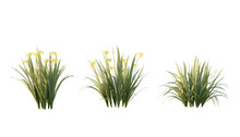Isolated Cutout Foreground Plant Like Grass Name Iris Pseudacorus In 3 Different Model Option, Best Use For Landscape Design.