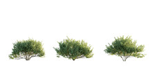 Isolated Cutout Bushes For Foreground In 3 Different Model Option.