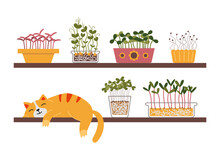 A Cute Cat Is Sleeping On A Shelf Next To A Home Kitchen Garden, Microgreens In Containers. Urban Cozy Home Gardening Hobby. Trendy Modern Isolated Vector Illustration, Hand Drawn, Flat