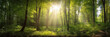 Sunbeams Through Green Trees in Forest Panorama Created with Generative AI and Other Techniques