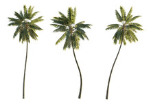 Isolated Cutout Tropical Coconut Palm Tree Cocos Nucifera In 3 Different Model Option, Best Use For Landscape Design