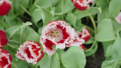 Wall Mural - Top view of red fringed tulips, Tulipa 'Queensland' bloom in the garden at Singapore.