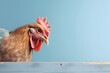 A chicken looks from the corner on a blue background, Generative AI 3