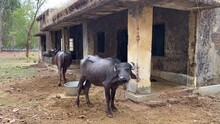 Two Black Buffaloes In Abandoned Goshala - Protective Shelters For Cows In The Village Of  Jharkhand, India.
