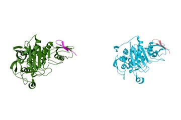 Penicillin-binding protein 1A acyl-enzyme complex (biapenem). Ribbons diagram with differently colored protein chains based on protein data bank entry 2zc5. Scientific background. 3d illustration