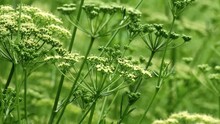Blooming Fennel Or Dill In The Vegetable Garden. Dill Umbrellas In Summertime. Dill Is Aromatic Herb. Rural Area. Beautiful Green Abstract Nature Background. Close-up, Slow Motion, Selective Focus