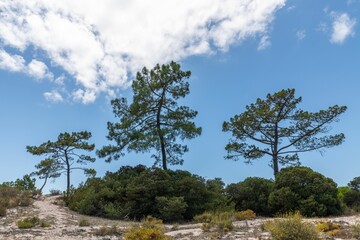 Sticker - Sado Estuary Natural Reserve in Comporta in Portugal with green trees and a cloudy sky