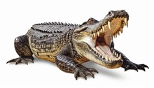 Large Crocodile Open Mouth Isolated On White Background