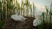 Couple Of Wild Swans Sitting On Eggs In Nest On Shore Of City Park Lake. Wildlife Conservation In Urbanization, Ornithology