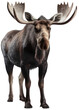 Standing moose isolated on a white background, generative AI animal