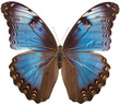 Melenaus blue morpho butterfly insect isolated on a transparent or white background as PNG, generative AI animal
