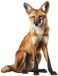 Maned wolf isolated on a white background as transparent PNG, generative AI animal