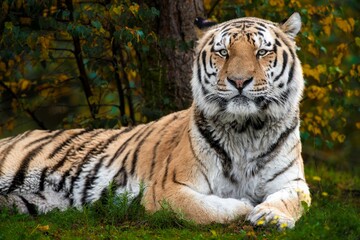 Sticker - Siberian tiger lying on the grass in its habitat