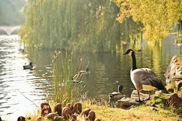 Sticker - Geese and ducks in a park