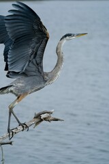 Sticker - Beautiful closeup of a gray heron perched on a branch with open wings