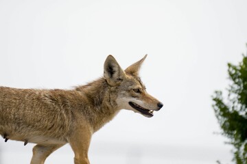 Sticker - Closeup portrait of a cute Golden jackal