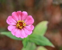 Selective Shor Of A Pink Zinnia Against A Blurry Background