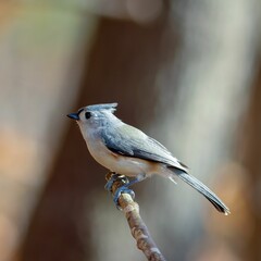 Canvas Print - Closeup shot of a tufted titmouse perched on a wooden stick.