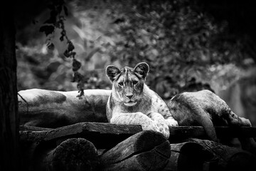 Canvas Print - Grayscale of a beautiful lion cub on a wooden board at a zoo