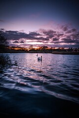 Wall Mural - Vertical of graceful white swans swimming on a tranquil lake captured at sunset under a cloudy sky