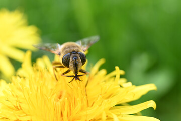 Poster - ape fiore macro 