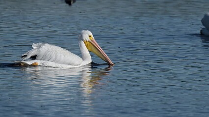 Wall Mural - American White Pelican (Pelecanus erythrorhynchos) one in water moving towards fishing group at Merrit Island, Florida