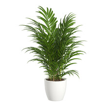 Plant In A Pot On Transparent Background PNG File.  Can Be Used For Invitations, Greeting, Wedding Card	