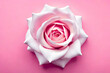© Beste stock - Top view, White rose head on pink background, flat lay
