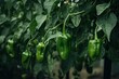 Bushes of green paprika peppers in a greenhouse. Generative AI