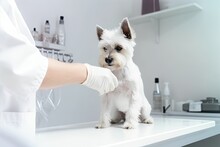 White Cairn Terrier Dog On Examination At The Veterinarian On A White Table. Veterinarian In A Uniform And Latex Gloves. Generative AI