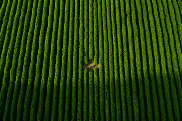 Wall Mural - background of stacked images of green fields from a drone. Generative AI	