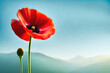 Top view, Red poppy head on sky blue background, flat lay