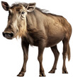African warthog isolated on a white background as transparent PNG, generative AI