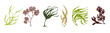Set of various cartoon seaweeds. Vector graphics.	