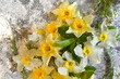background of daffodil flowers under wet glass.